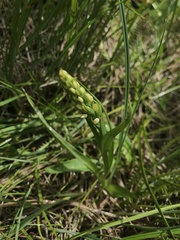 Platanthera dilatata