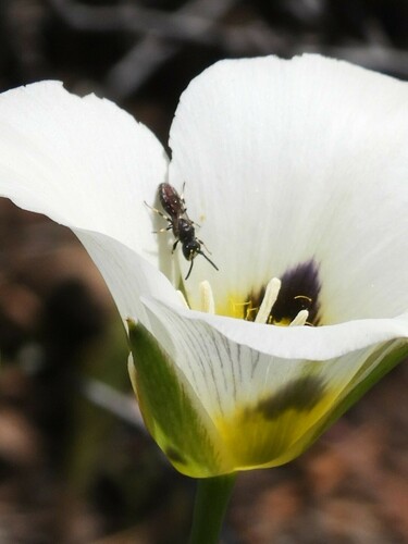 iNaturalist observation photo of Hylaeus