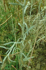 Pseudognaphalium thermale