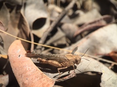 Lactista gibbosus