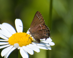 Callophrys gryneus rosneri