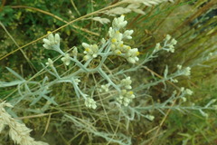 Pseudognaphalium thermale