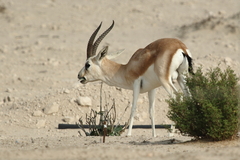 Gazella marica