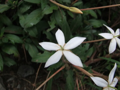 Augusta rivalis