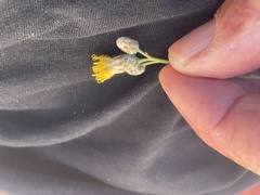 Bebbia juncea juncea