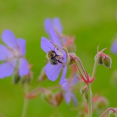 Bombus pascuorum