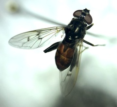 Chalcosyrphus libo