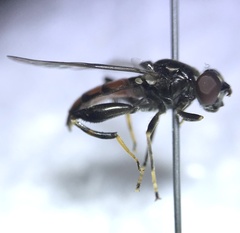 Chalcosyrphus libo