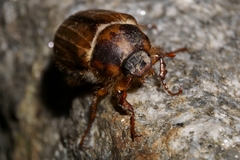 Amphimallon solstitiale