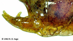 Atelognathus patagonicus