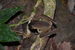 Craugastor fitzingeri