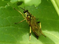 Xylomya terminalis