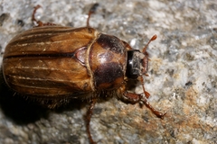 Amphimallon solstitiale