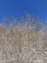 Bebbia juncea juncea