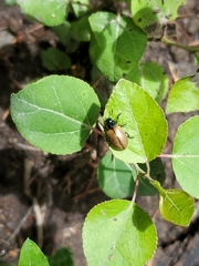 Chrysomela crotchi