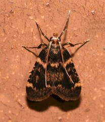 Aglossa disciferalis