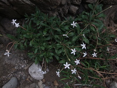 Augusta rivalis