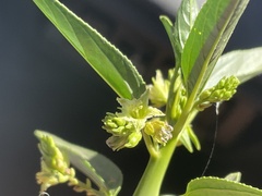 Ditaxis brandegeei
