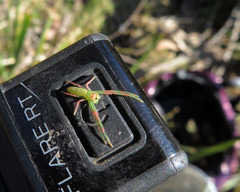 Cetratus rubropunctatus