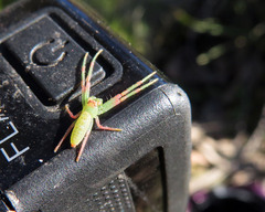 Cetratus rubropunctatus