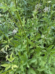 Chaerophyllum aromaticum