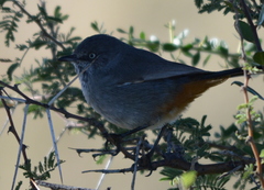 Curruca subcoerulea subcoerulea