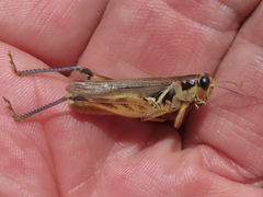 Melanoplus glaucipes