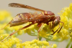 Polistes dorsalis californicus