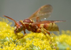 Polistes dorsalis californicus