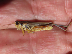 Melanoplus glaucipes