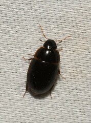 Cymbiodyta bifidus
