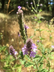 Verbena lasiostachys