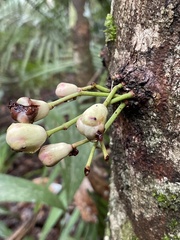Syzygium cormiflorum