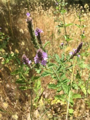 Verbena lasiostachys