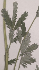 Potentilla effusa