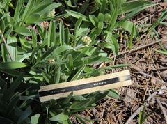 Antennaria anaphaloides