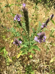 Verbena lasiostachys