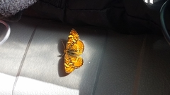 Phyciodes mylitta