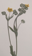 Potentilla effusa