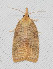 Cenopis saracana