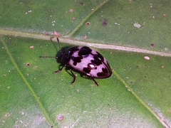 Prepopharus eduardoi