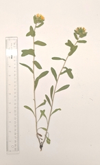 Heterotheca villosa foliosa