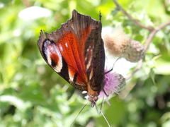Aglais io