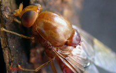 Neochauna variabilis