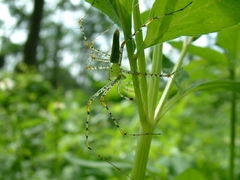 Peucetia formosensis