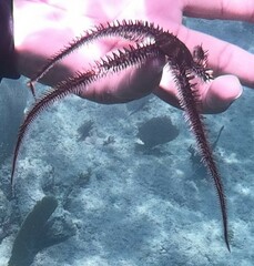 Ophiocoma echinata