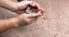 Pachysphinx occidentalis