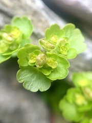 Chrysosplenium
