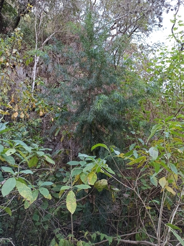 Pino blanco (Podocarpus parlatorei)