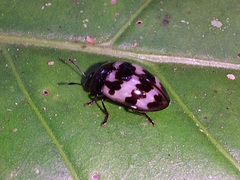 Prepopharus eduardoi